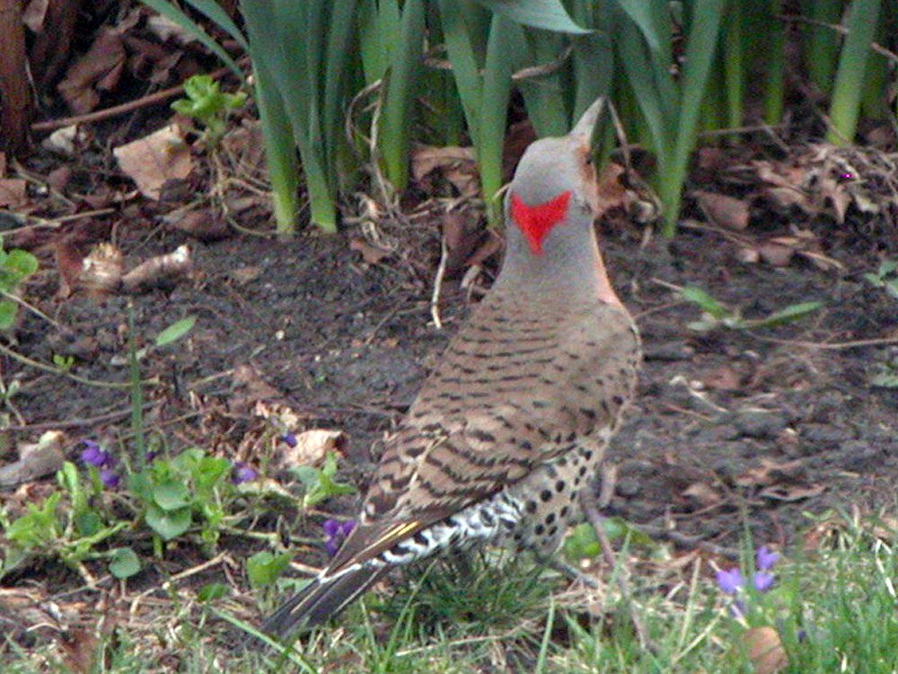 Birding: Backyard birds in Racine, Wisconsin