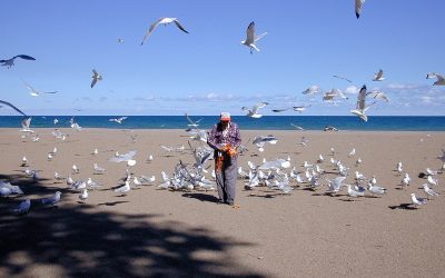 Feeding Lake Michigan gulls