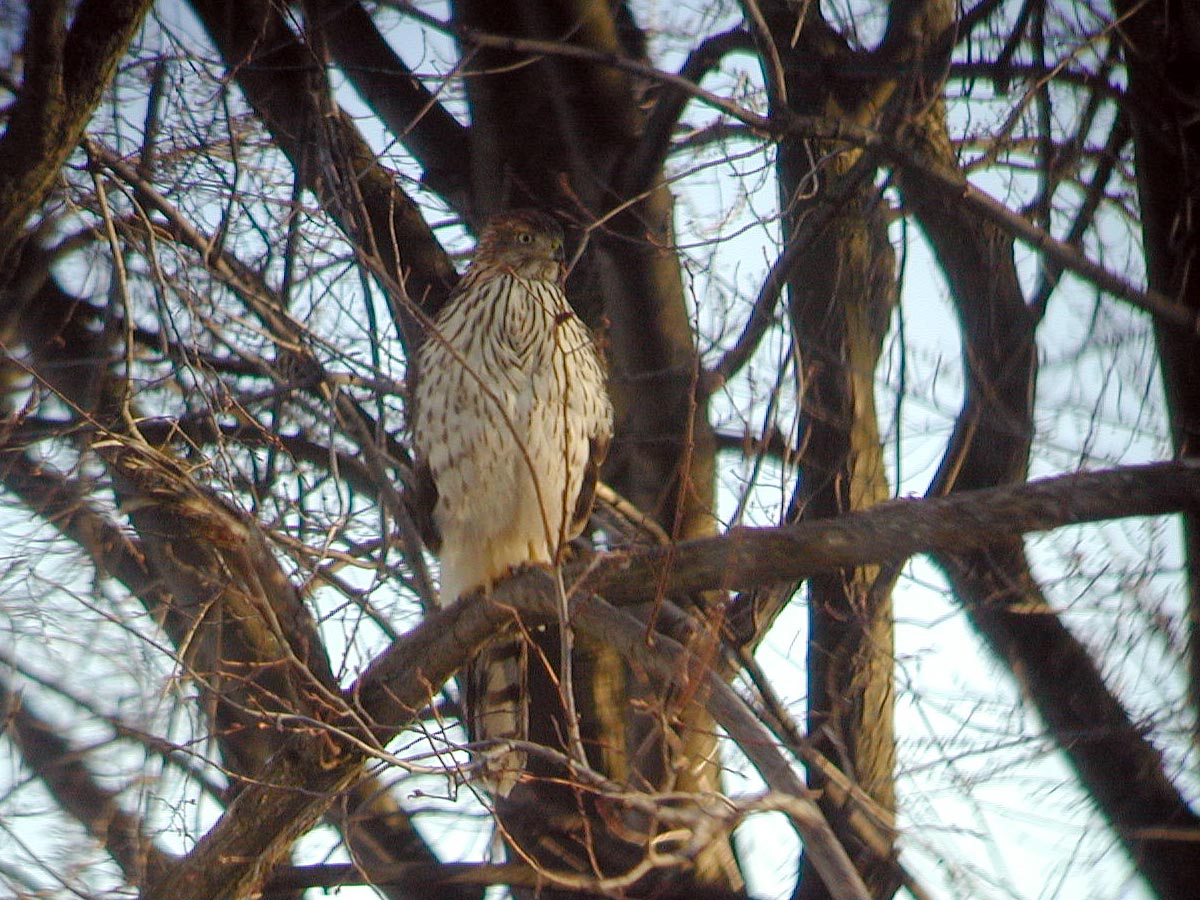 Cooper's Hawk perched in tree on Kenosha, Wisconsin harbor