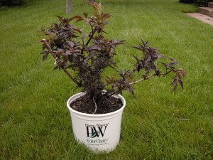 Black elderberry plant: Black Beauty by Proven Winners
