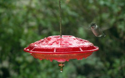 Hummingbirds and hummingbird feeders