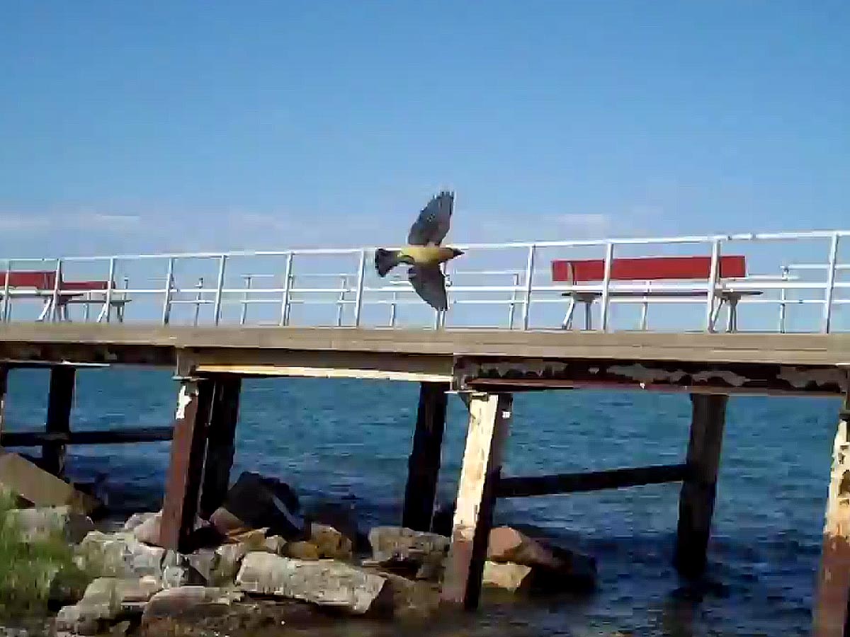 Cedar Waxwing at Kemper Center pier on Lake Michigan, Kenosha, Wisconsin