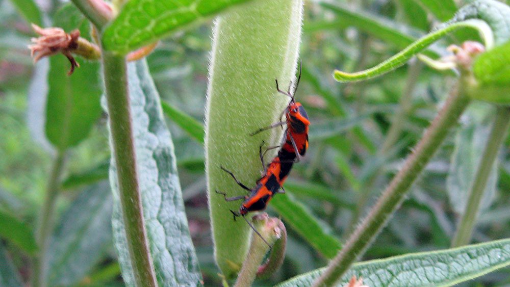 Milkweed Bugs (Oncopeltus fasciatus) mating on seed pod of Butterfly Weed (Asclepias tuberosa)