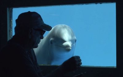 Taiji dolphin slaughter caught on film: ‘The Cove’ (2009)