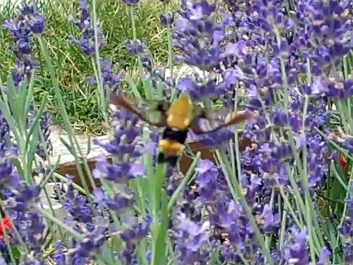Hummingbird moth (Hemaris thysbe)