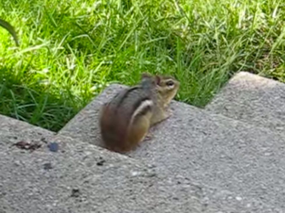 chipmunk on front steps, making a sound