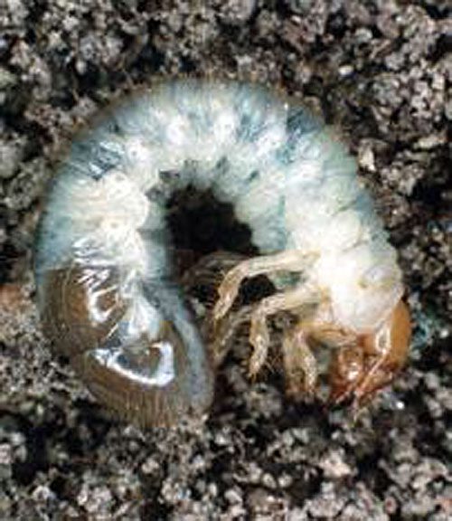 Grub: Japanese beetle grub in soil