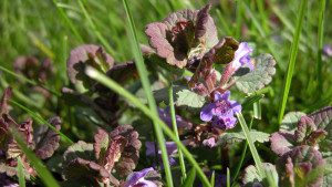 Creeping Charlie, ground ivy, Glechoma hederacea