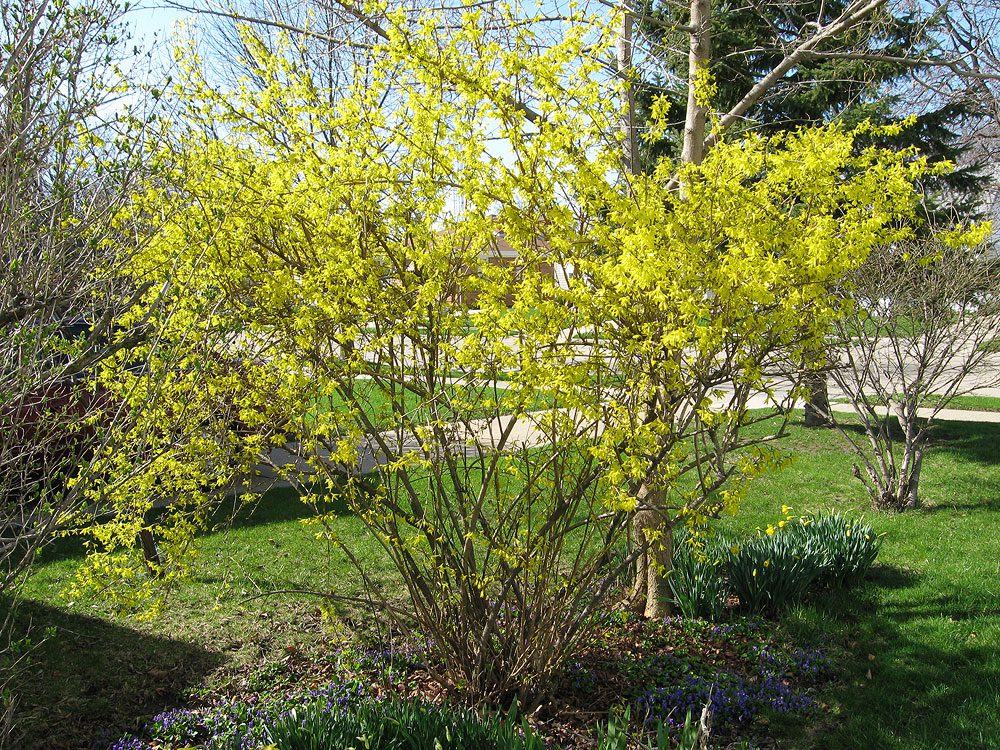 Forsythia blooming after renewal pruning