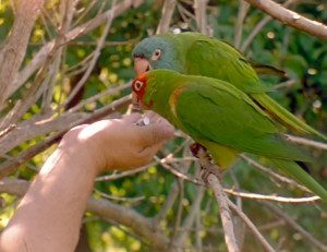 Hand feeding Conure parrots in The Wild Parrots of Telegraph Hill