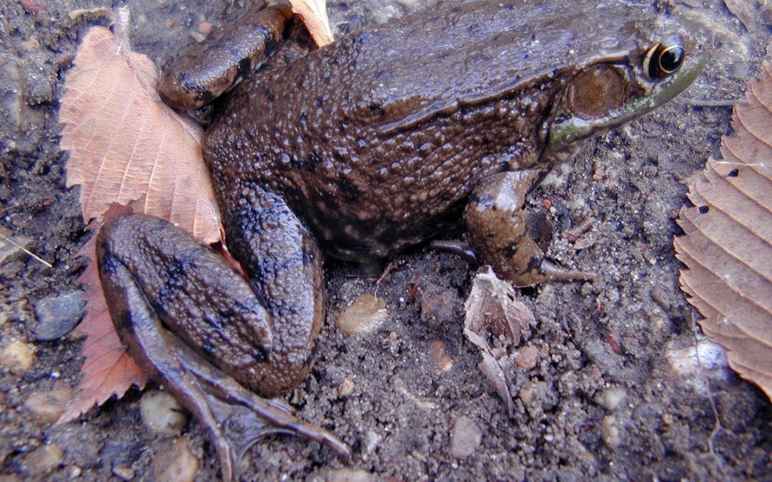 Frog camouflage blends into mud along nature trail