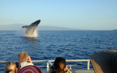 Humpback whale breaching off Maui