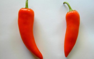 Pair of peppers