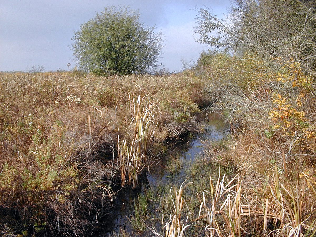 Wetlands vegetation at Kettle Moraine State Forest—Southern Unit near Ottawa, Wisconsin