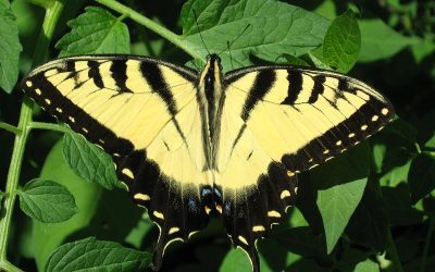 Tiger Swallowtail butterfly, tomato plant, Racine, Wisconsin