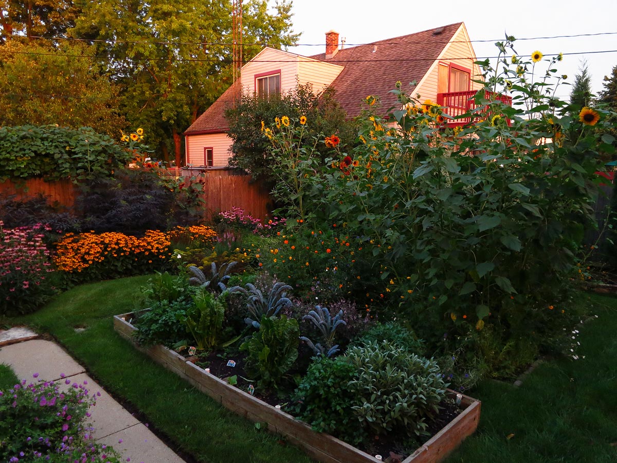Backyard garden at dusk, late August: Sunflowers, dinosaur kale,, black-eyed Susans, purple coneflowers in Racine, Wisconsin