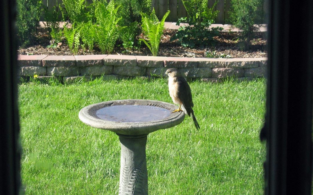 Cooper's Hawk on backyard birdbath, Racine, Wisconsin