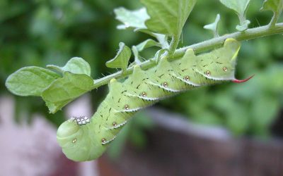 Tobacco hornworm caterpillar (Manduca sexta)