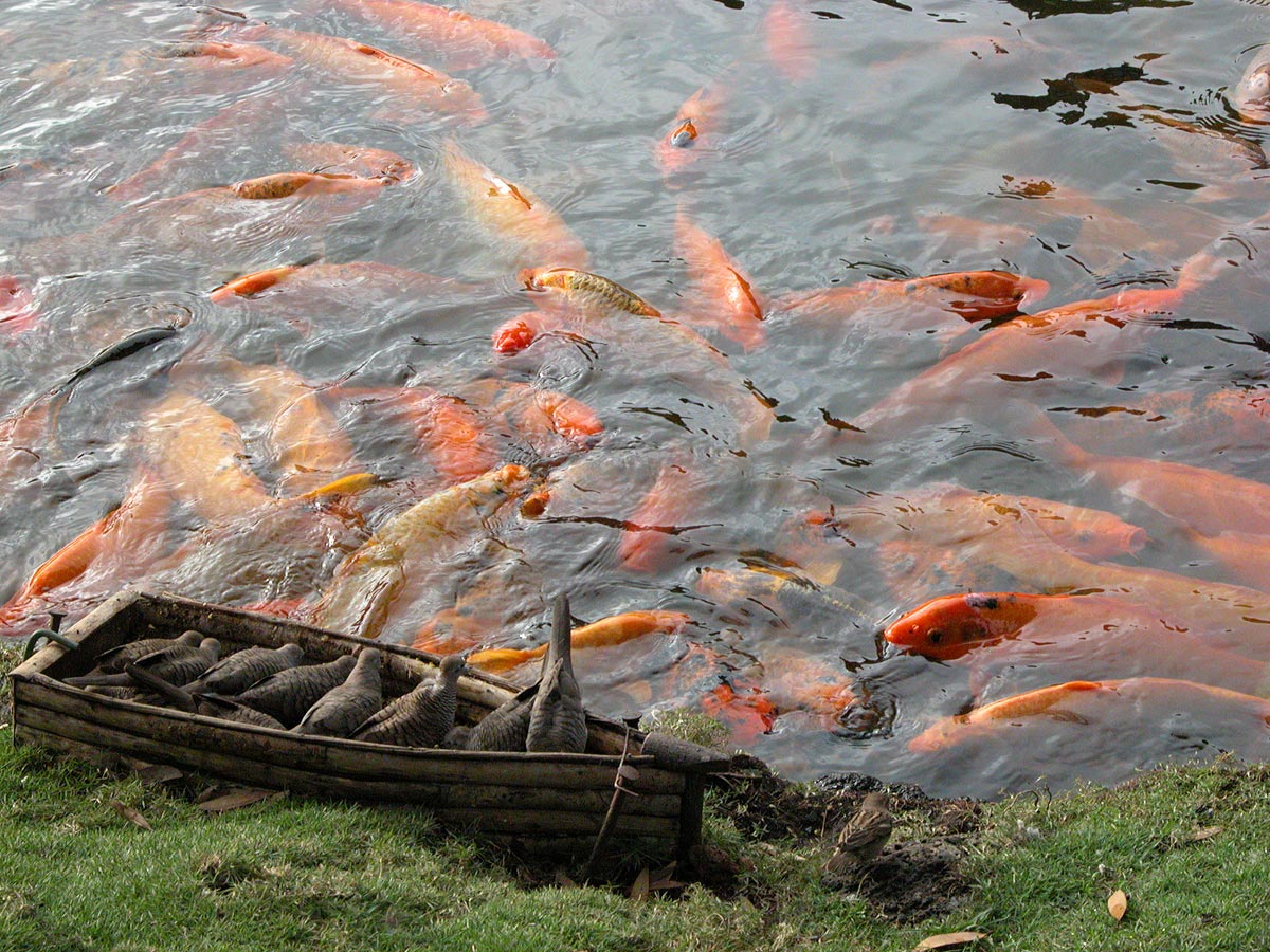 Zebra doves inside a wooden boat at a koi pond near Kaneohe, Hawaii