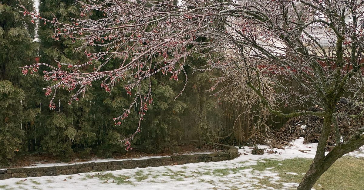 Ice-coated crabapple tree a Racine, Wisconsin backyard, February 22, 2023