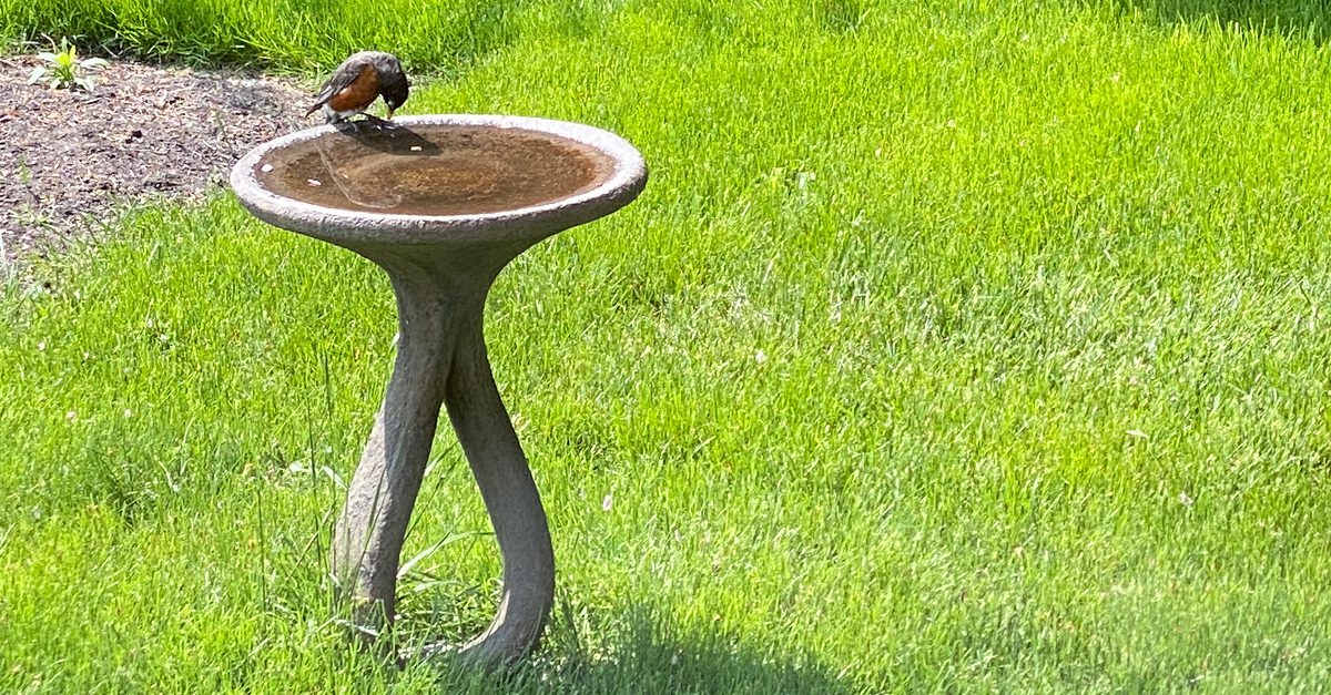 Racine, Wisconsin: Despairing American Robin on birdbath