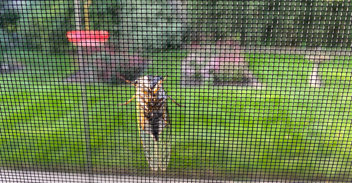 Cicada on backyard window screen, August 2025 in Racine, Wisconsin.