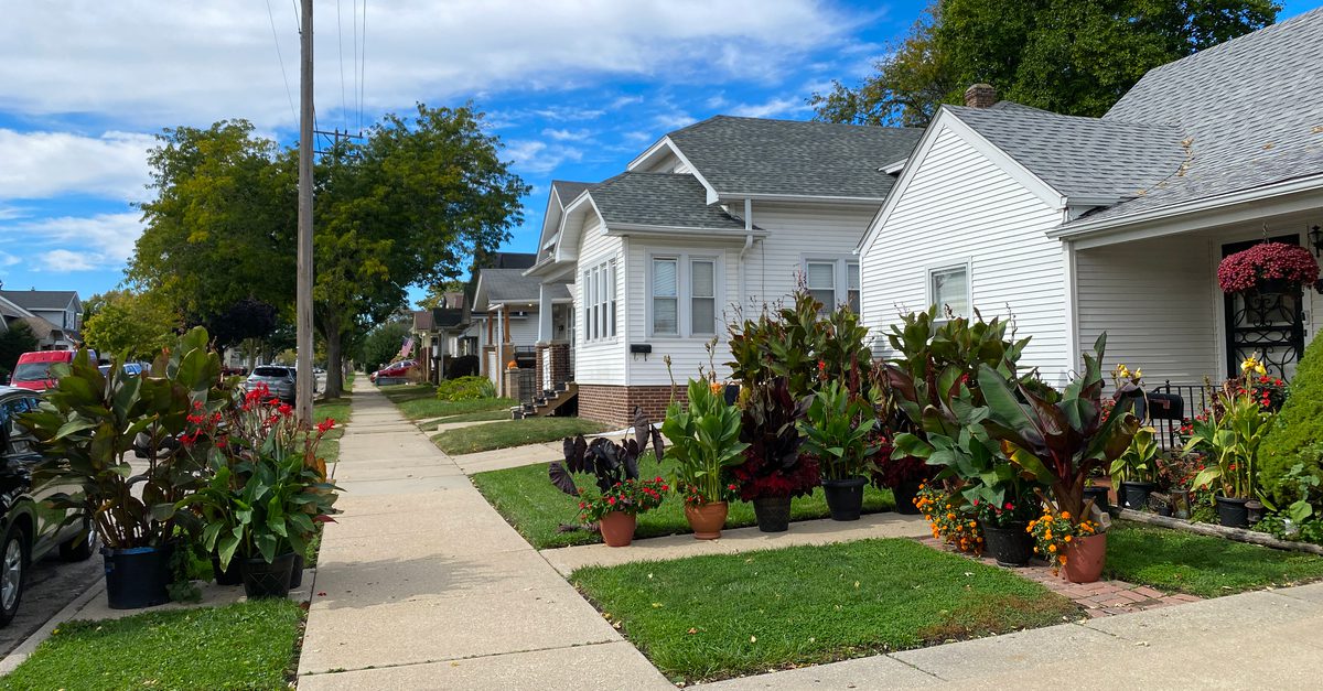 Front yard canna lily display in Racine, Wisconsin
