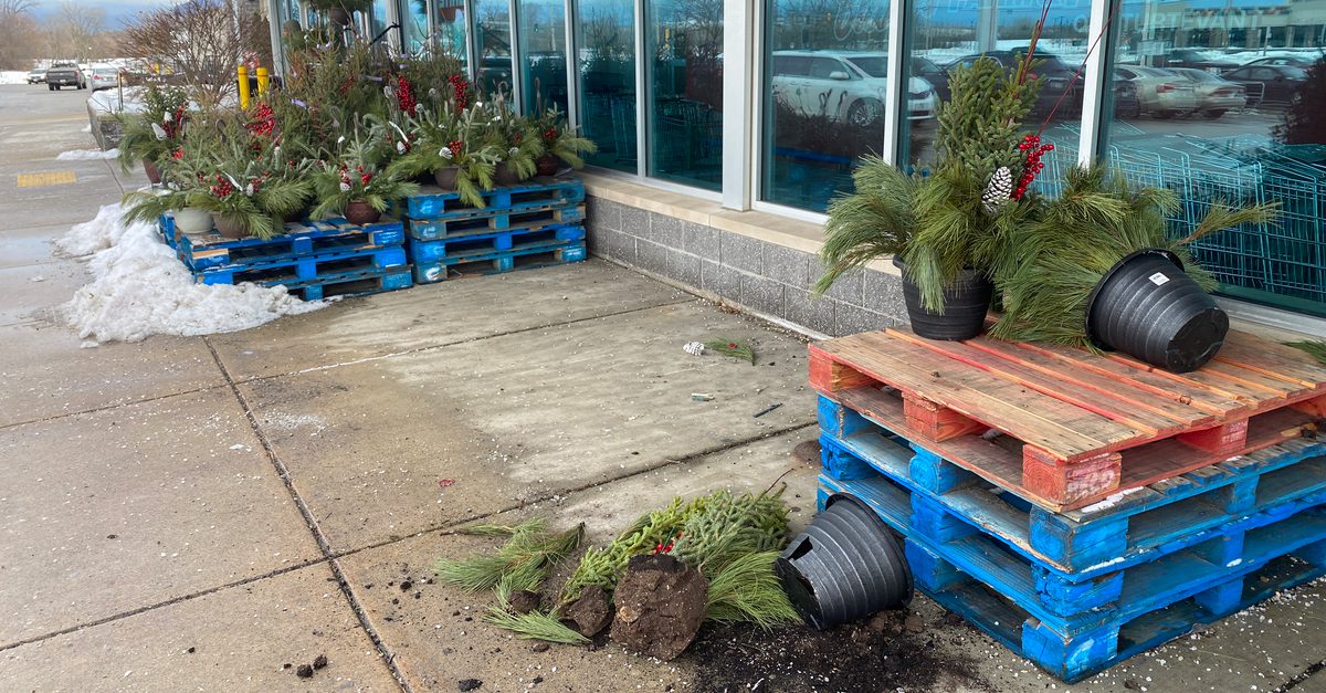 potted Christmas plants toppled off skids at Blain's Farm and Fleet in Sturtevant, Wisconsin
