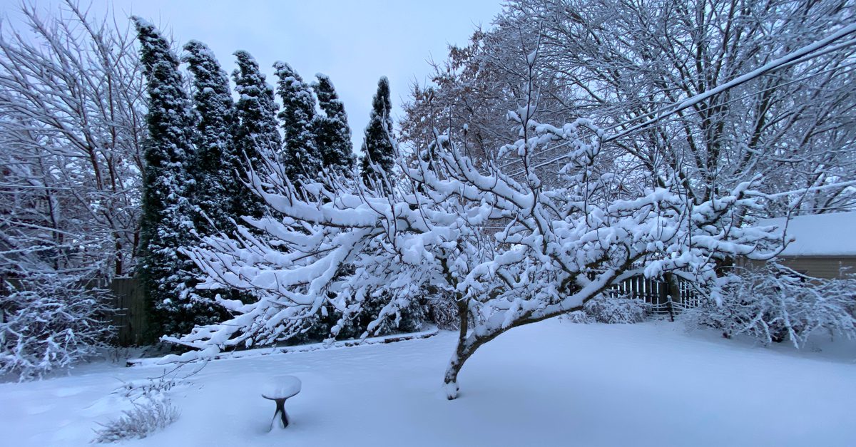 Snow-covered backyard in Racine, Wisconsin with crabapple tree, Taylor junipers, and birdbath