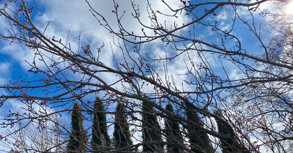 Crabapple buds against a partly cloudy sky in Racine, Wisconsin in 2026
