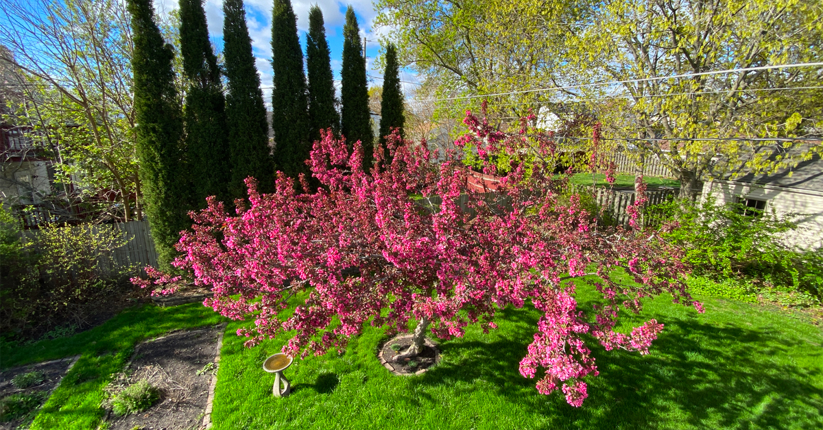 Pink blooms of backyard crabapple tree in Racine, Wisconsin