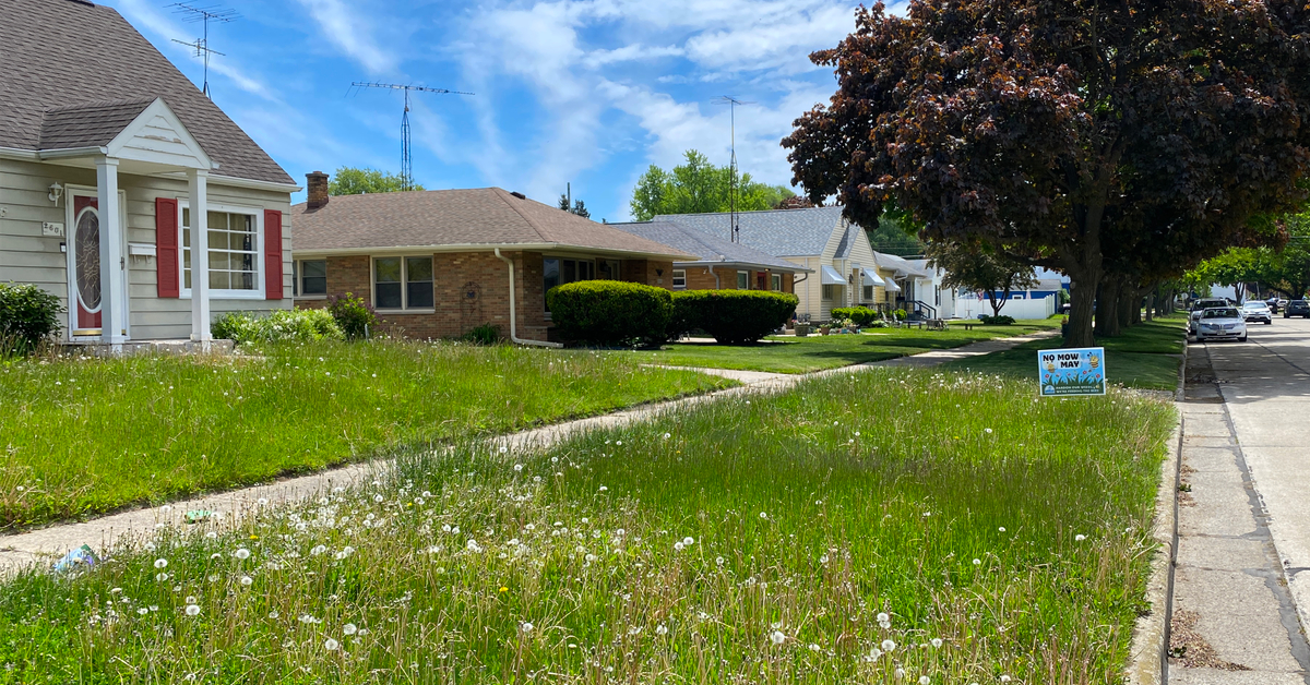 'No Mow May': dandelions growing in front yards in Racine, Wisconsin