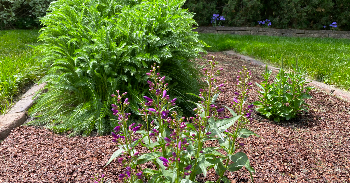 Penstemon blooms, yarrow plant, Veronica/Speedwell plant in a Racine, WI garden bed.